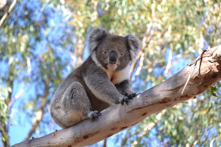 Guided Koala Walk and Bushfire ecology tour qwcxCFyP