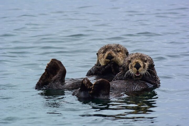 Sitka Whale Watch and Sea Otter Quest  Ti7wPcde