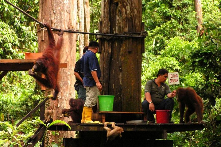 Day Trip Sepilok Orang Utan & Bornean Sun Bear (Flight Excluded) s9gZZVn7