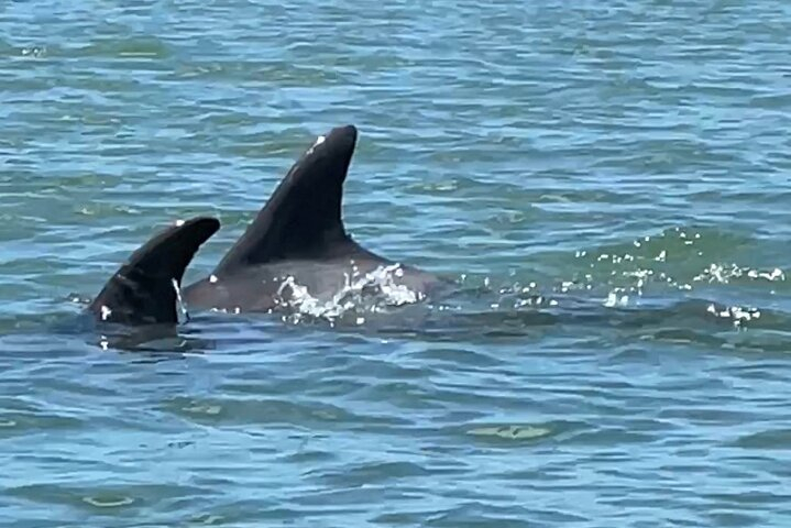 4-Hour Mangrove Island and Dolphin Watch Sandbar in Fort Pierce dtvyTAIY
