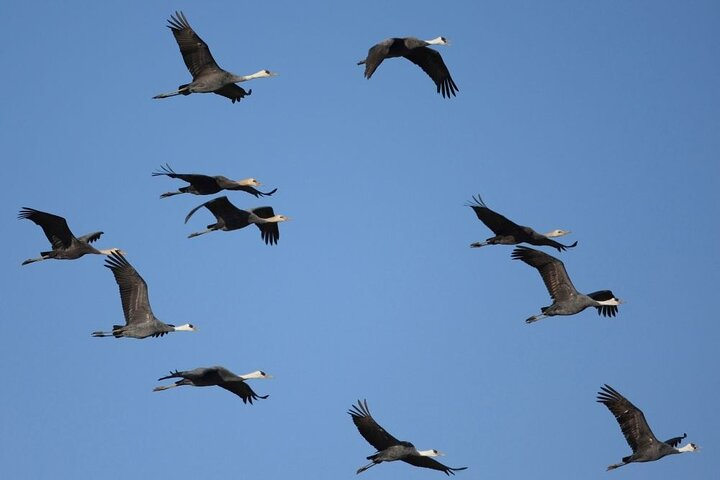 Kagoshima Crane Watching Tour (Nov. - Feb.) QoR7eqPB