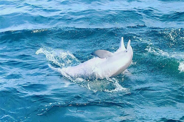 Pensacola Beach Dolphin and Scenic Tour 0bTKykqF