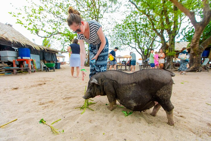 Koh Samui Pig Island Snorkeling by Private Longtail Boat  X4eXD5XL