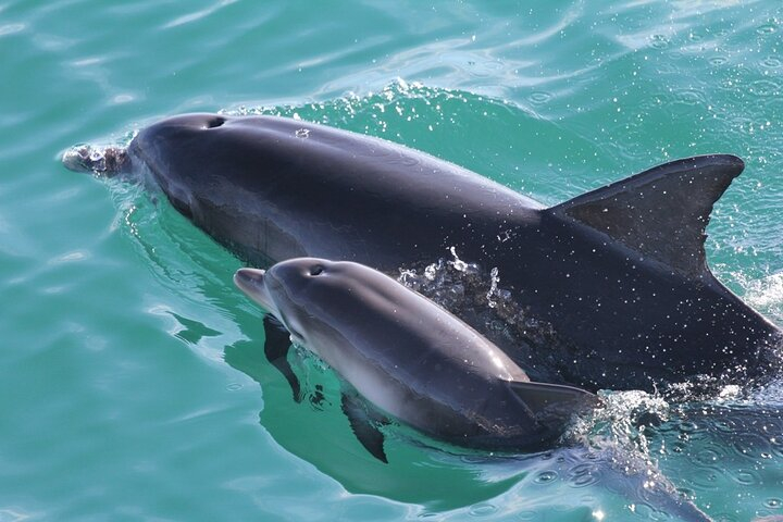 Jervis Bay Dolphin Cruise INdFET2J