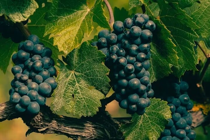 Exclusive Champagne Tour: 1 Famous+1 Boutique house & restaurant WrqMEitH