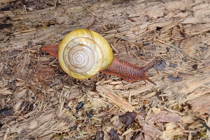 Tryon Creek Eco-tour With a Master Naturalist  dVoCx5bg