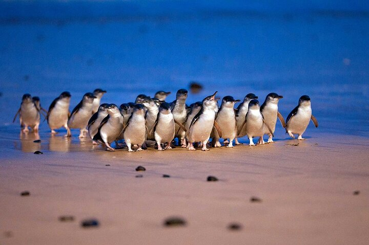 Phillip Island and Moonlit Sanctuary Premium Day Tour Small group 2WKzZtaG