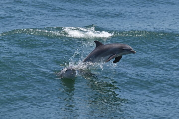 Dolphin and Bird Watching Ecotour Cruise qQeVPKYa