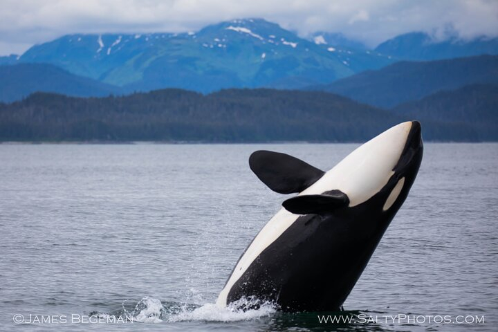 "Catch of the day" Whale-watching, Icy strait point, Hoonah  ZkQihpaF