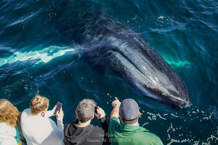 Whale Watching Trips to Stellwagen Bank Marine Sanctuary. Guaranteed sightings! sJO0nNjk