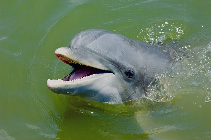 2 Hour Kayak Hilton Head Dolphin and Nature Tour lRpW2prE