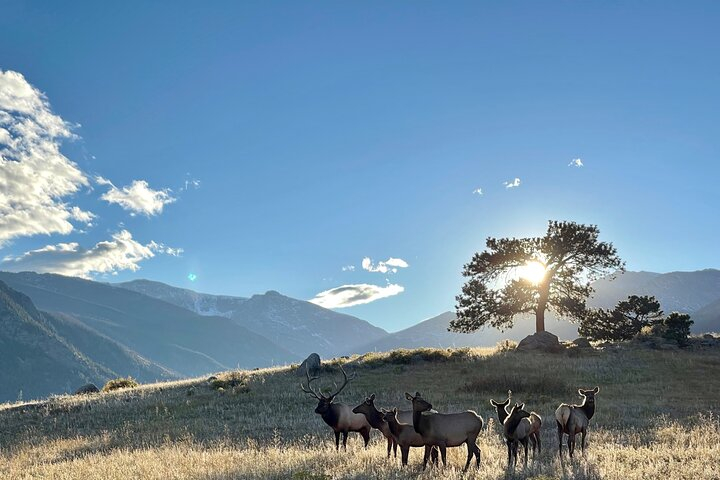 A Rutin' Good Time; Elk Tour in Rocky Mountain National Park rLiHwUow
