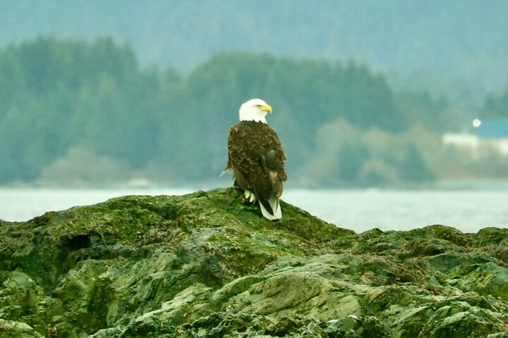 Experience Local Marine Wildlife Tour 25ei3y9d