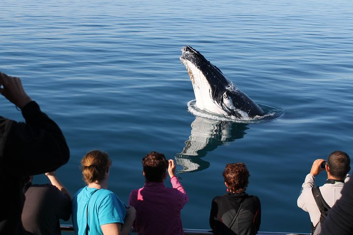 Spirit of Hervey Bay Whale Watching Cruise tuVXg4za
