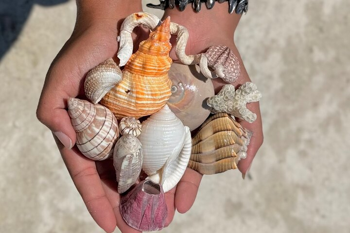Shell Key Shelling Tour Discover Unique Treasures - St. Pete, FL lmEHdoQp