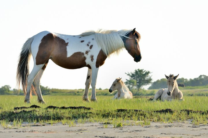 Group Boat Tours of Chincoteague & Assateague - Wild Ponies aJtbrCG5
