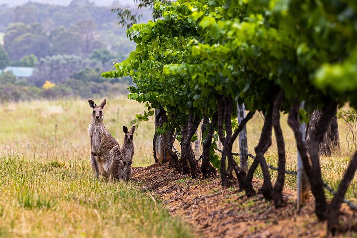 Fully Private and Customisable Hunter Valley Wine Tour s6KxTIW7