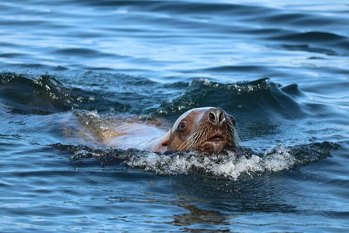 Best Whale Watching and Wildlife Shore Excursion in Sitka MaSgqpem