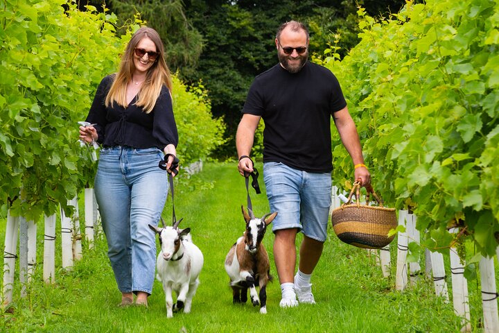 Pygmy Goat Walk XNy9NJiB