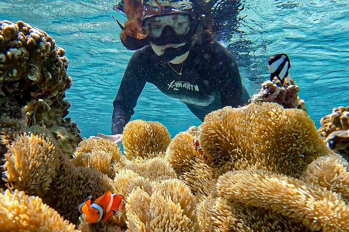 Okinawa Miyako Sea turtle Snorkeling Free Pick up and Drop off UY94xdbd
