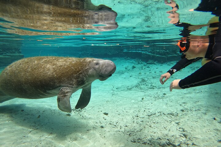 Classic Crystal River Manatee Swim Tour with Free Photos HsDoBcwG