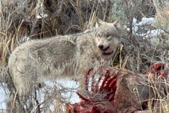 Private/VIP Wildlife Winter Safari of Yellowstone SKiG8Kid