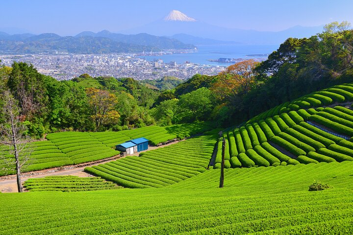 Private Shizuoka Tour from Shizuoka Station /Small Bus vMq9nzkc