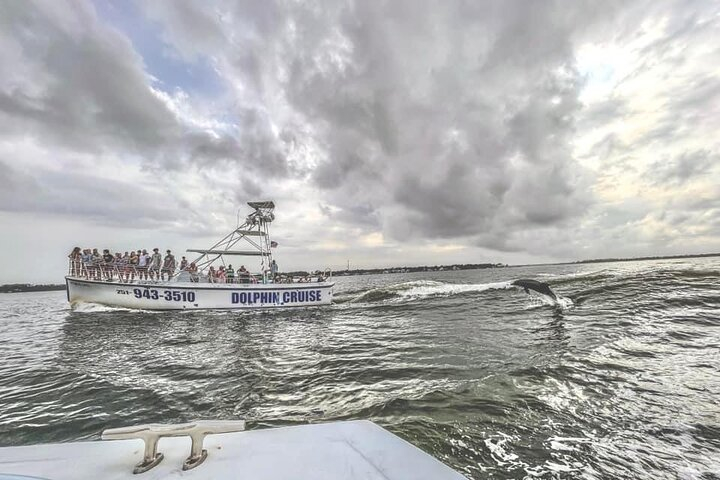 Dolphin Watching aboard the Cold Mil Fleet  bGd2s9TR