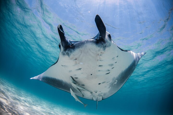 Best of Ningaloo Mantas and More wUGEqpJe