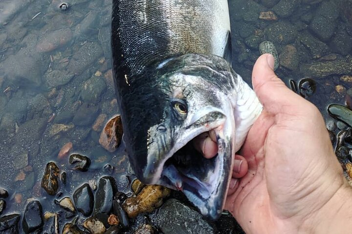 Juneau Shore Fishing Shuttle and Gear tP0MYW6c