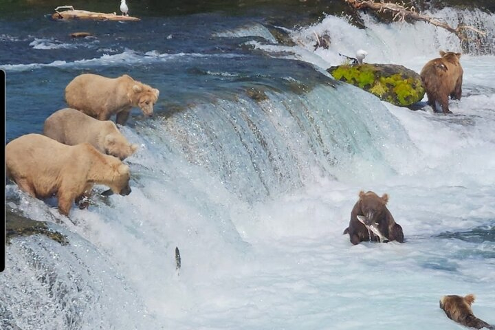 Brooks Falls Bear Viewing WZWMPTGd