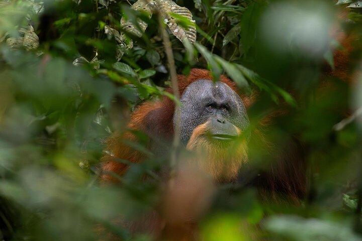 1 Day Ethical Jungle Trek in Bukit Lawang at Sumatra KqFakrxx