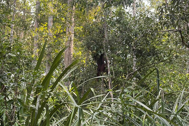 Ethical Orangutan River Cruise around Tanjung Puting 1D0N H8BgpigR