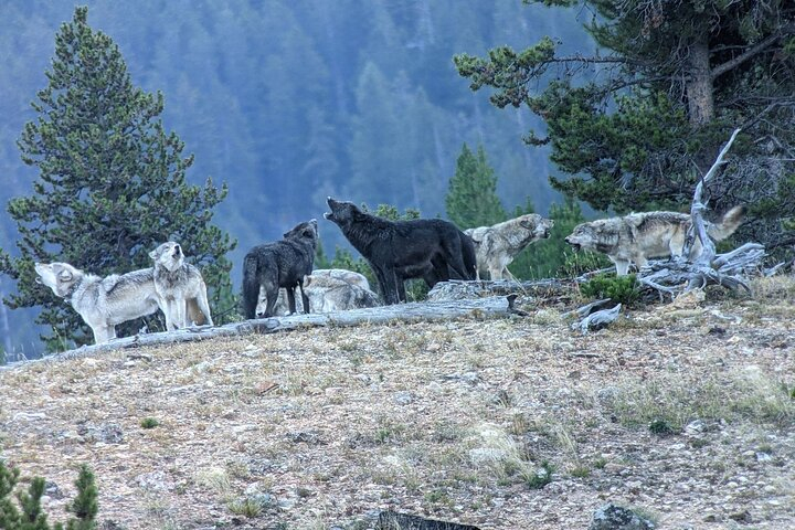 Private Wildlife Safari from West Yellowstone with Lunch WPd7DzZg