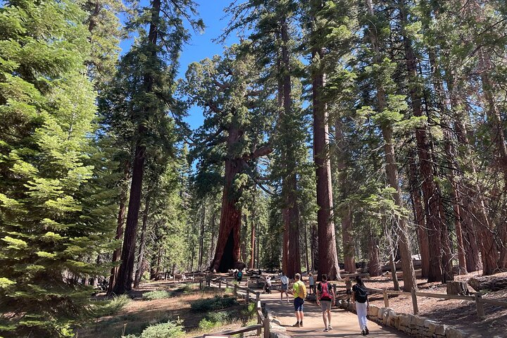 Yosemite National Park & Sequoias Private Tour from San Francisco 75vEmu2K