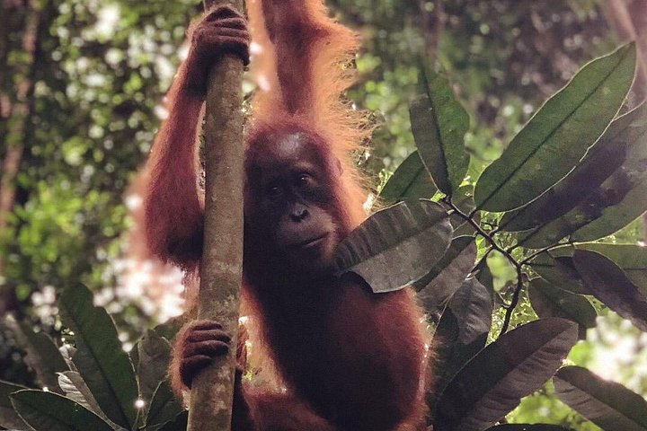 Bukit Lawang Full Day Jungle Trek zTw4chLt