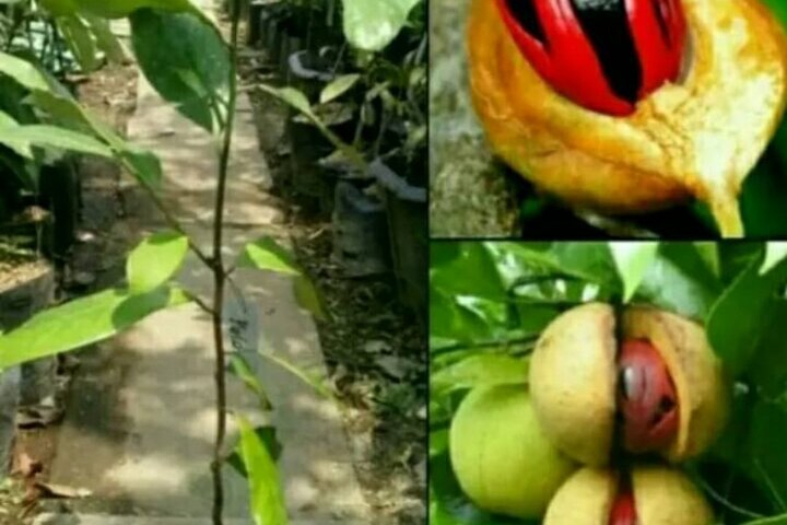 Cruisileline Semarang Port Central Java.(Tlogo Agro Plantation Highlight ) 5H  S41Tz8HT
