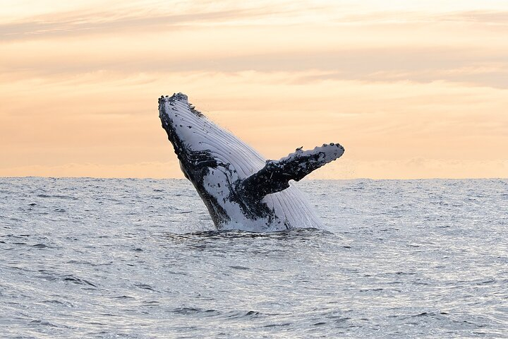 Juneau Whale Watch Adventure MPcYDfn2