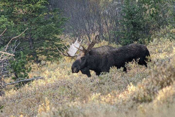 Wonders of Yellowstone Lower Loop Private Tour with Lunch RydFQwzP