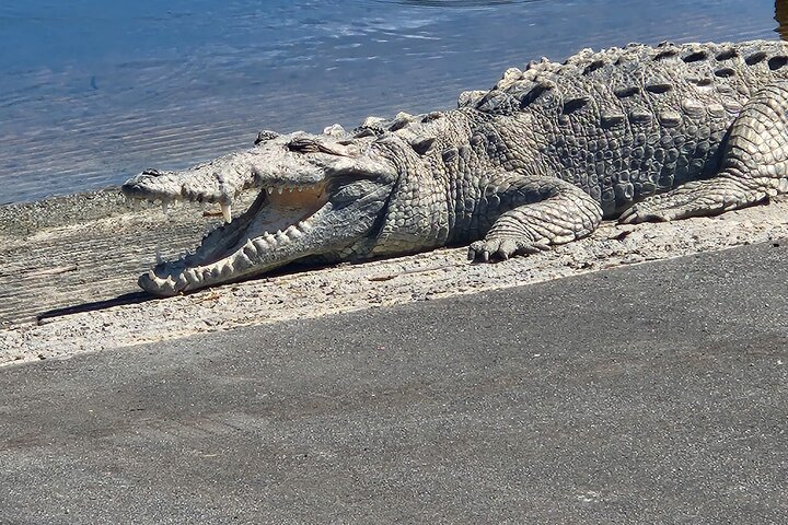 Everglades National Park: 3 Hikes + 90 minute Boat Tour + Lunch 7AHJ7kBo