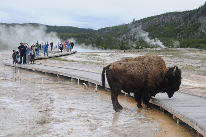 Yellowstone Lower (Southern) Loop Tour rArvrWd5
