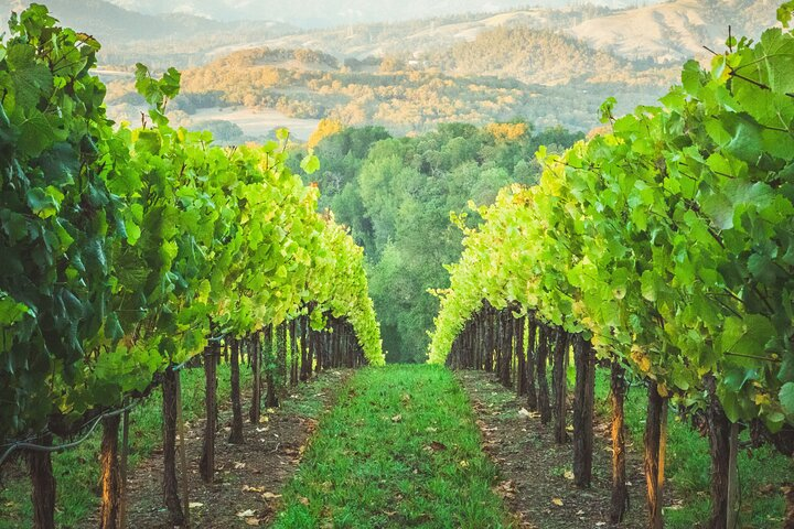 Napa Valley Boutique Wine Tour 6 Hour Private SUV Good for 6 Pax UutKL1N2