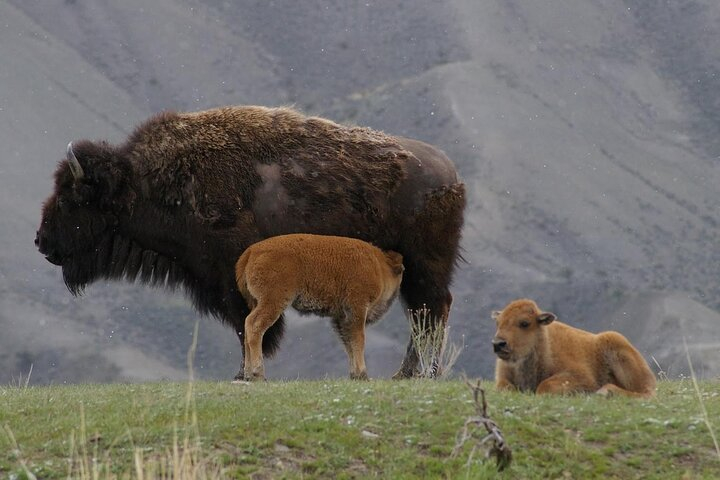 Yellowstone Upper Loop Wildlife Safari | Lamar Valley | PRIVATE rUAYsTp2