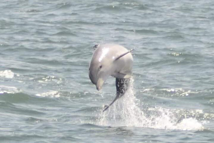 Sea Thunder Cruise-2 Hour Tour Surrounded by Dolphins in S.C 8iRPjYU1