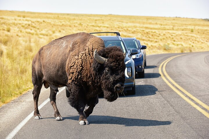 Antelope Island Wildlife Expedition Great Salt Lake Adventure uKyiOYXz
