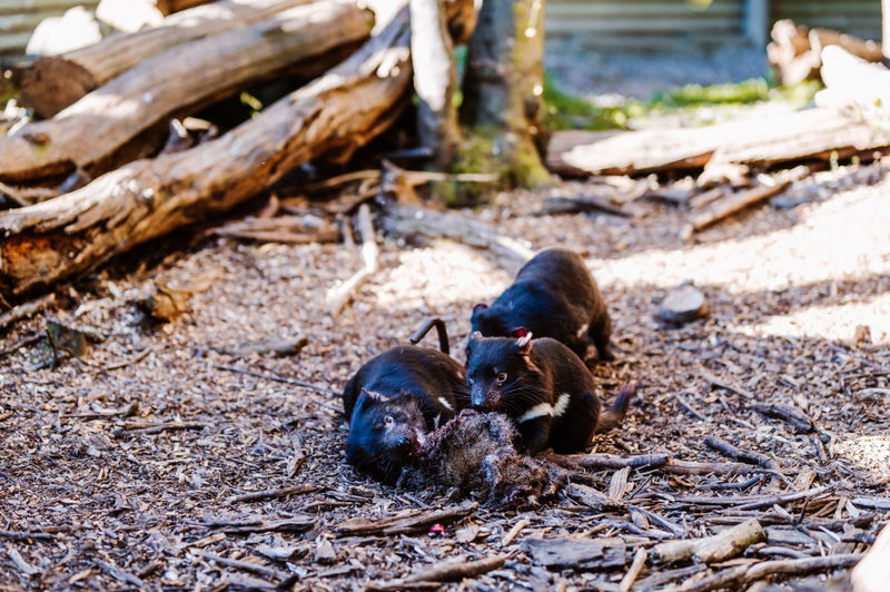 Devils at Cradle Day and Night Animal Feeding Tour Zij1AFQq