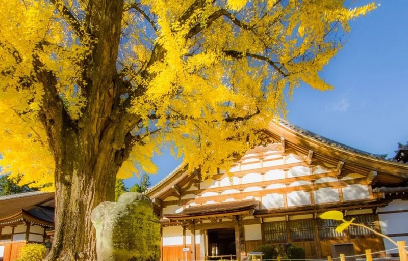 Obara Shikizakura Festival & Korankei & Kokokusan Eihoji Temple Autumn Leaves Day Trip YGlokxlH