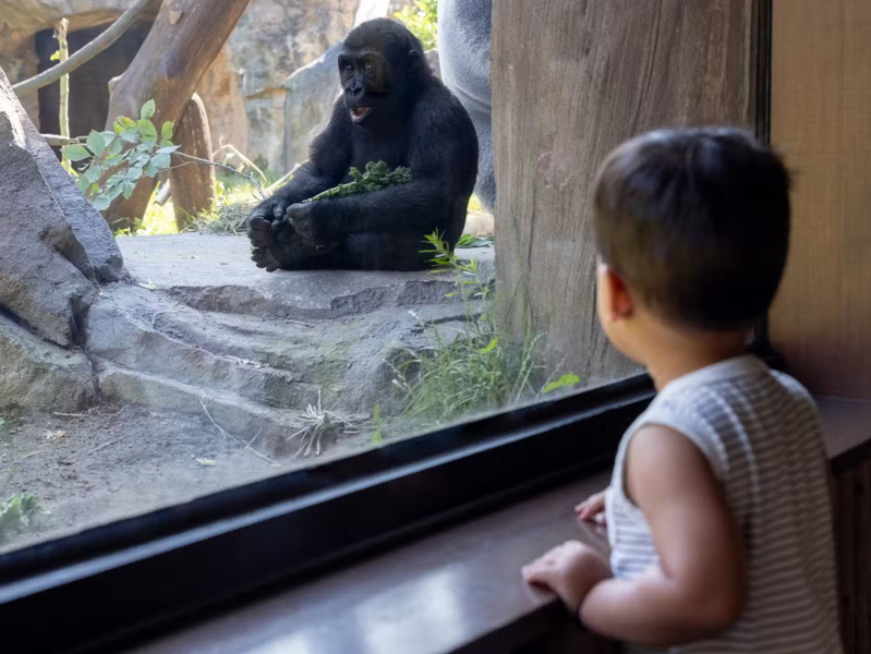 Franklin Park Zoo Admission SKVKketc