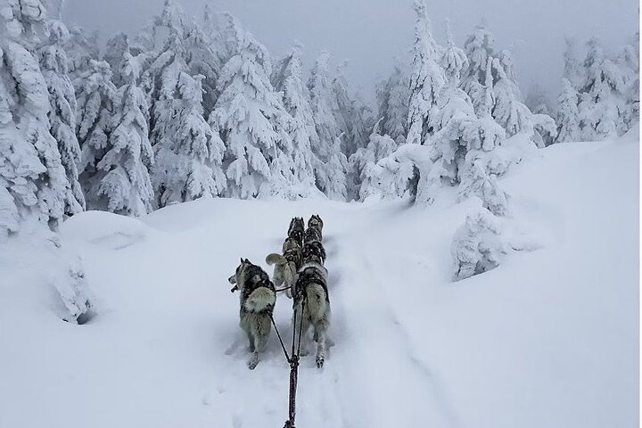 1.5-Hour Private Dog Sledding Tour in Harghita County FGJM2XLl