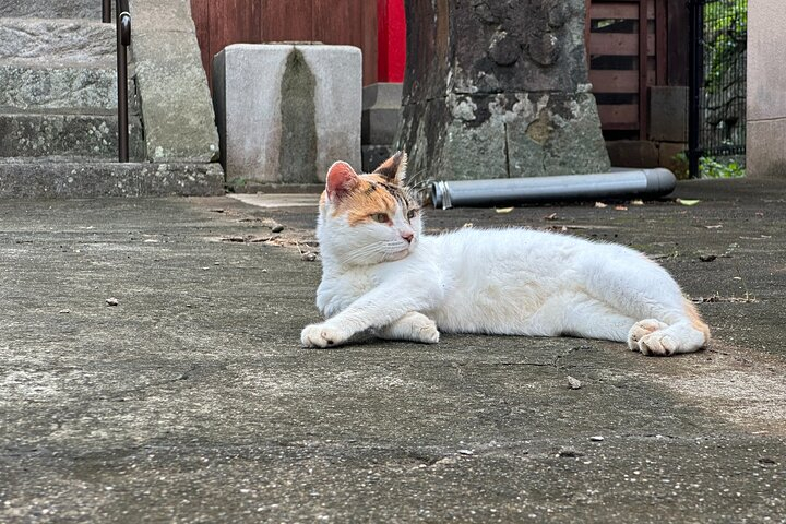 Finding Local Cats and Hidden Alleys of Nagasaki Walking Tour 7oWB9ZdU